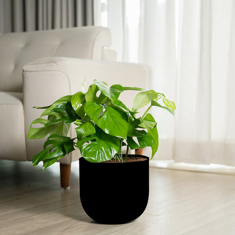 Monstera Deliciosa with Arbor Planter