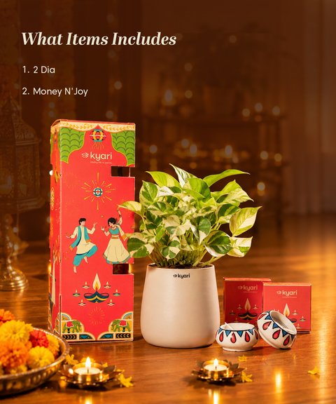 Gleam Hamper - Money N'Joy Plant With Aura Self Watering Pot