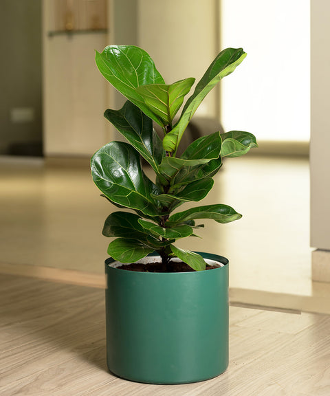 Ficus Lyrata - Fiddle Fig- Zen Planter