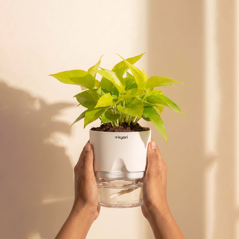 Golden Money Plant - BYOB