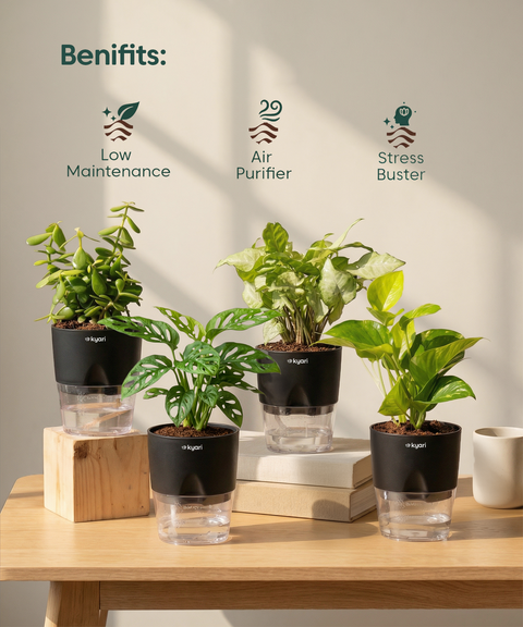 Home Decor Plant Combo Set (4 Pack)