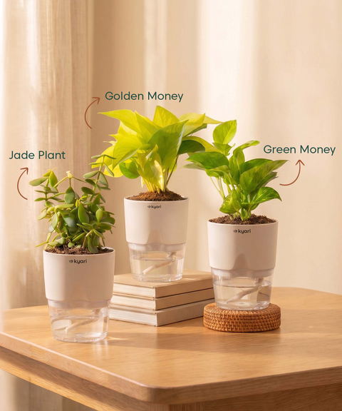 Kyari Lucky Combo of 3 Indoor Plants - Golden Money, Green Money & Jade with Poetic Black Self Watering Pot - Live Plants for Home Decor & Living Room - Vastu Friendly Plant Set