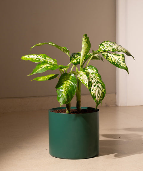 Dieffenbachia Cheetah with Zen Planter