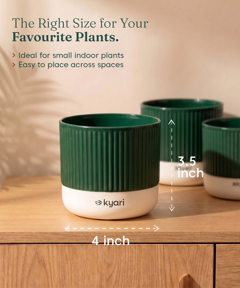 Mylo Pot Green combo of 5