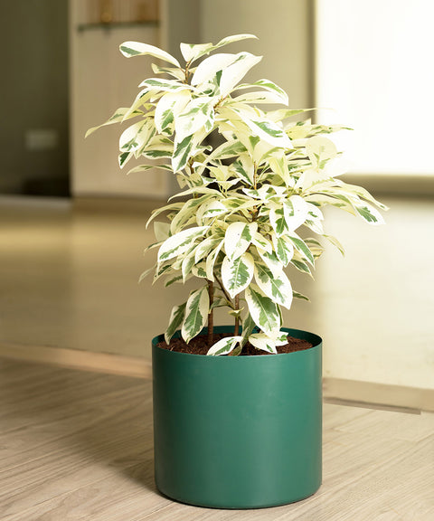 Safari Ficus with Zen Planter