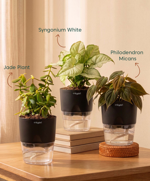 Air Purifying Combo - Set of 3 Self Watering Plants