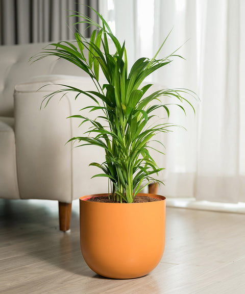 Areca Palm Plant