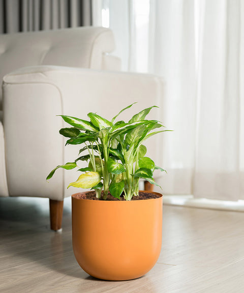 Dieffenbachia with Arbor Planter