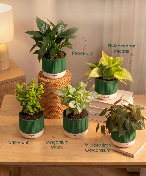 Air purifying Combo - Set of 5 Self Watering Plants