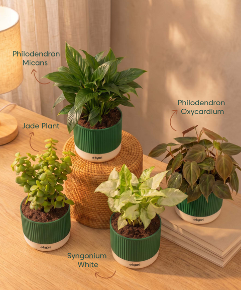 Air purifying Combo - Set of 4 Self Watering Plants