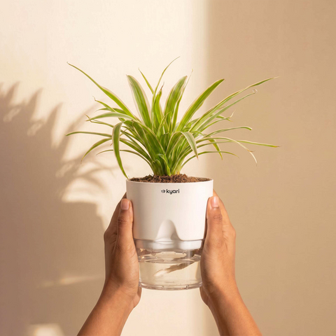 Spider Plant With Self Watering Pot