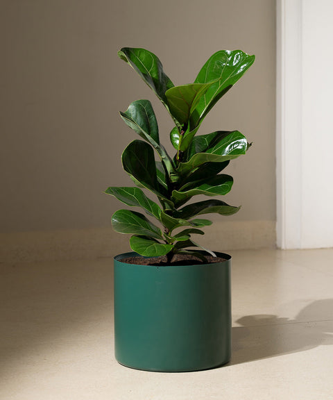 Fiddle Fig Plant