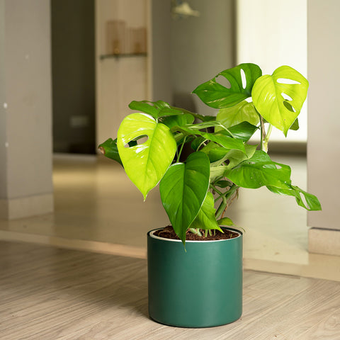 Monstera Deliciosa with Zen Planter