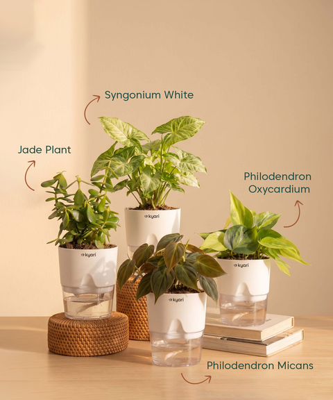 Kyari Combo of 4 Indoor Plants - Jade, Syngonium White, Philodendron Micans & Philodendron Oxycardium with White Self Watering Pot 4 Inch