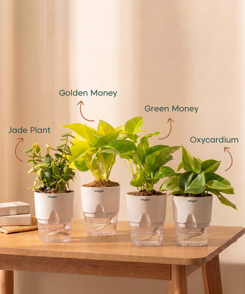 Kyari Combo of 4 Indoor Plants - Jade, Green Money, Golden Money & Philodendron Oxycardium with Poetic White Self Watering Pot - Live Plants for Home Decor & Living Room - Air Purifying Plant Set