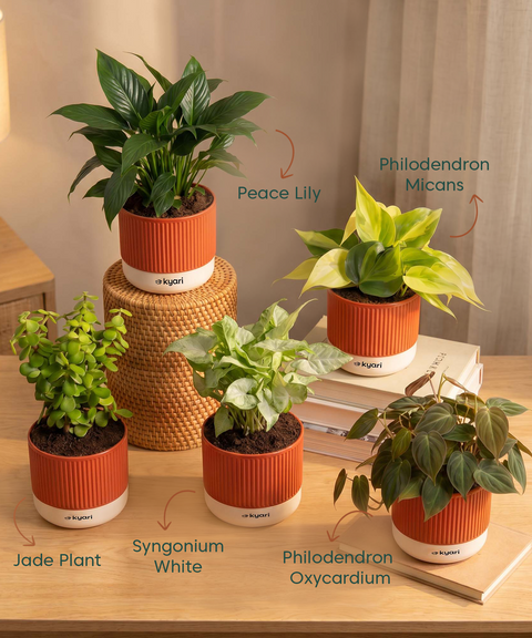 Air purifying Combo - Set of 5 Self Watering Plants