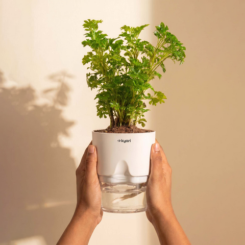 Aralia Green Plant With Self Watering Pot
