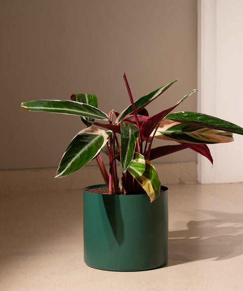 Calathea Triostar with Zen Planter