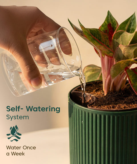 Aglaonema Lipstick Plant with Medium Self Watering Pot