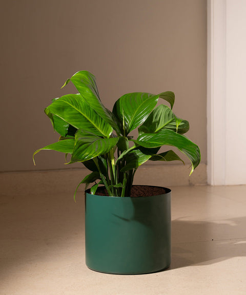 Peace Lily Plant