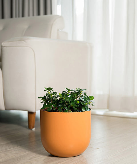 Ficus Microcarpa with Arbor Planter