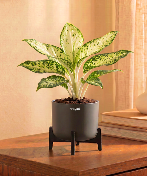 Snow White Plant in Aira Self Watering Pot (Stand included)