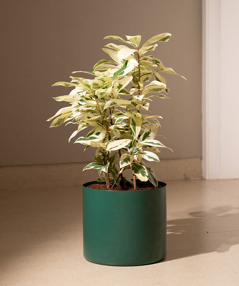 Ficus Safari Plant