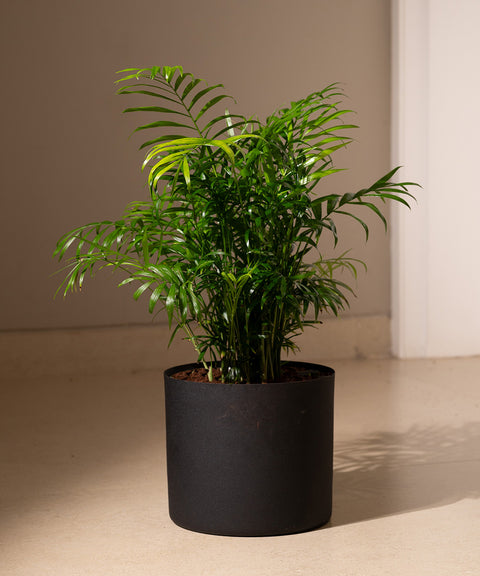 Chamaedorea Palm with Zen Planter