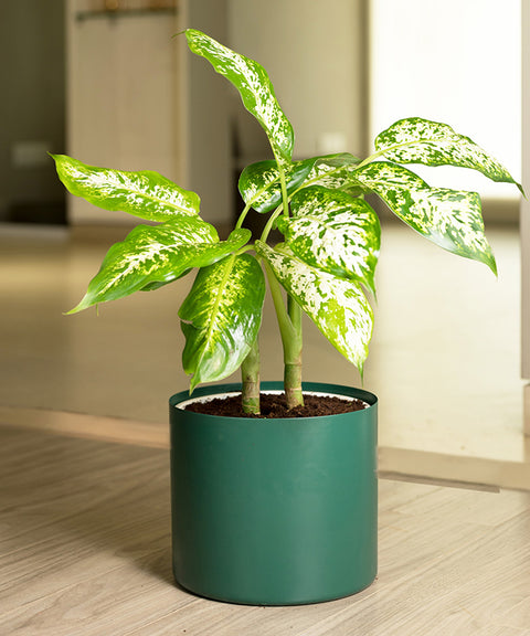 Dieffenbachia Cheetah with Zen Planter