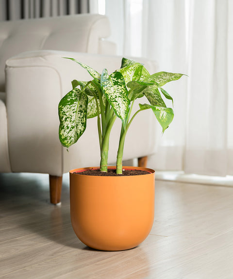 Dieffenbachia Cheetah with Arbor planter