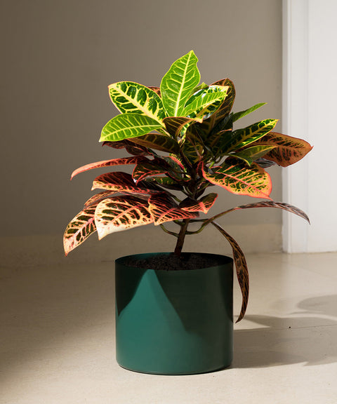 Croton Petra Plant