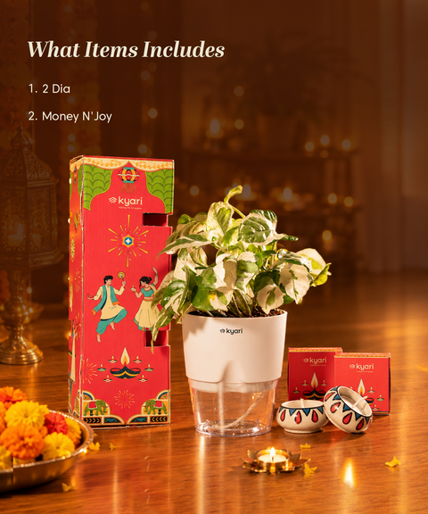 Gleam Hamper -  Money N' Joy Plant With Poetic Self Watering Pot