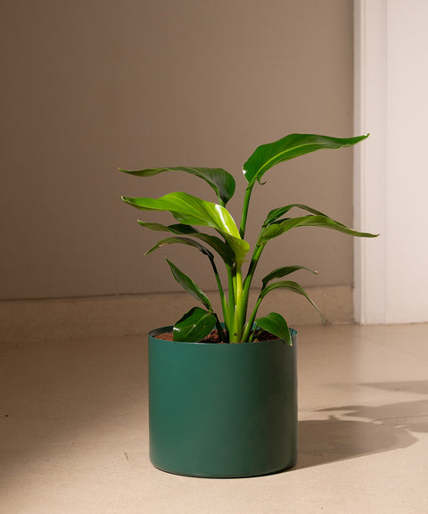 Bird Of Paradise with Zen Planter