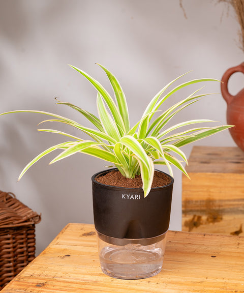 Spider Plant - BYOB