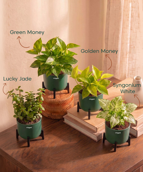 Lucky Plants Combo - Set of 4 Self Watering Plants
