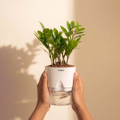 Zamia Green - ZZ Plant With Self Watering Pot