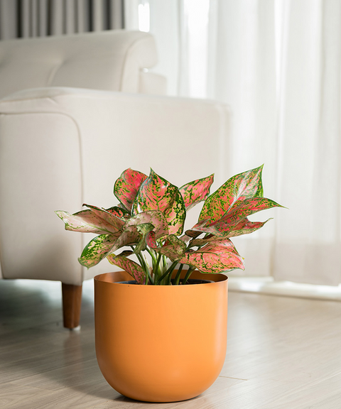 Aglaonema Pink Valentine Plant