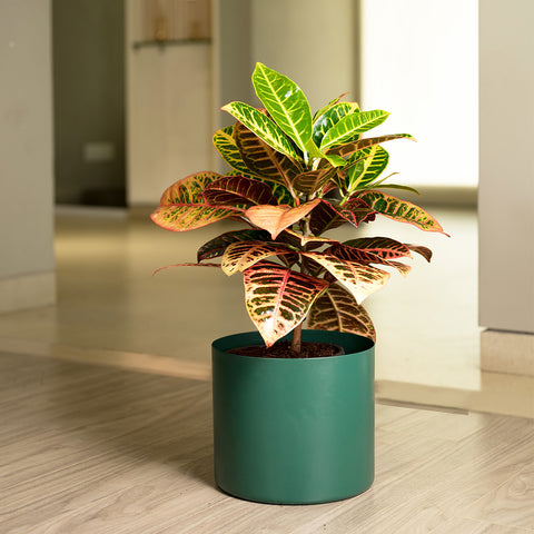 Croton Petra with Zen Planter