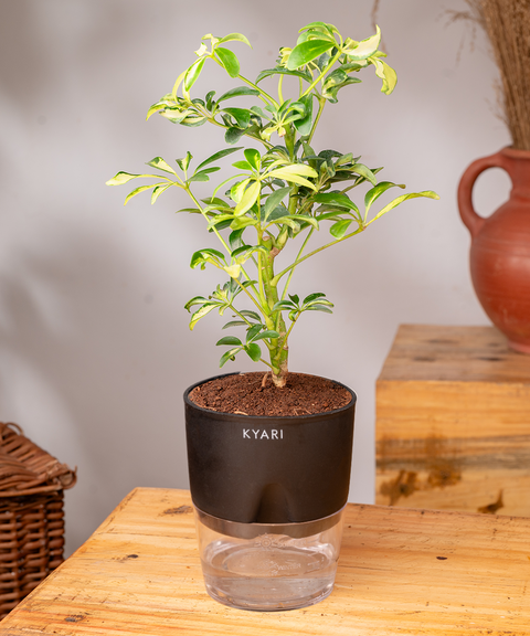 Schefflera Variegated Plant With Self Watering Pot