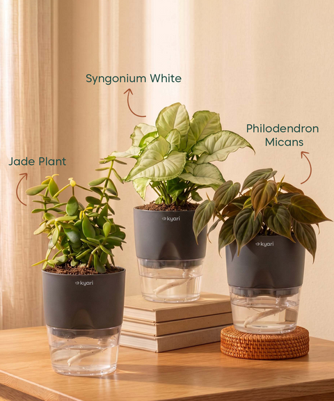 Air Purifying Combo - Set of 3 Self Watering Plants
