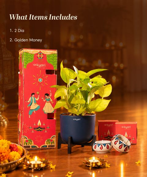 Gleam Hamper - Golden Money Plant With Aira Self Watering Pot