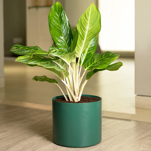 Aglaonema Ice Plant with Zen Planter