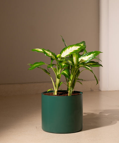 dieffenbachia in planters Dieffenbachia with Zen Metal Planter