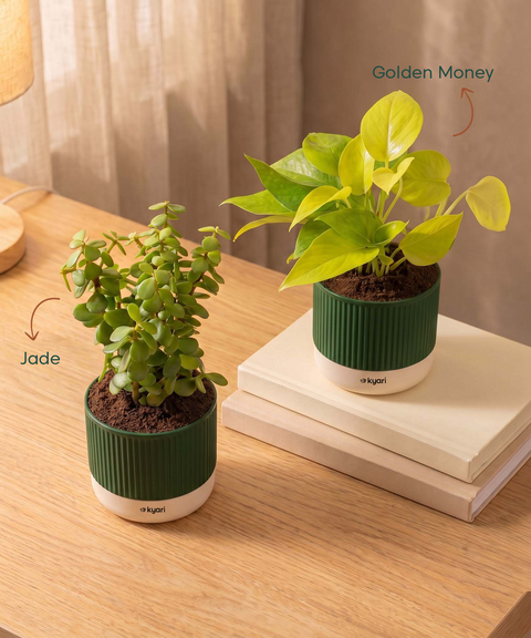 Lucky Plants Combo - Set of 2 Self Watering Plants