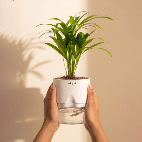 Areca Palm Plant With Self Watering Pot