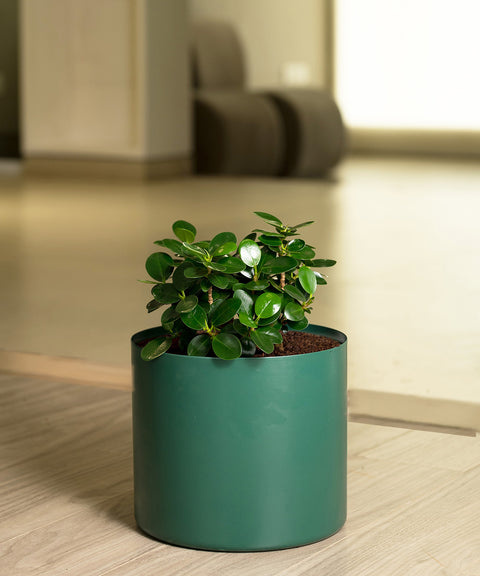 Ficus Microcarpa with Zen Planter