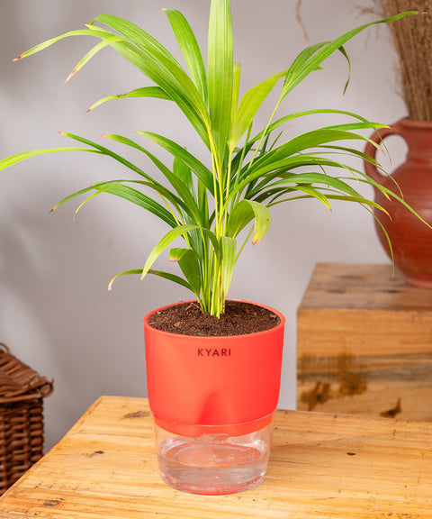 Areca Palm Plant - BYOB