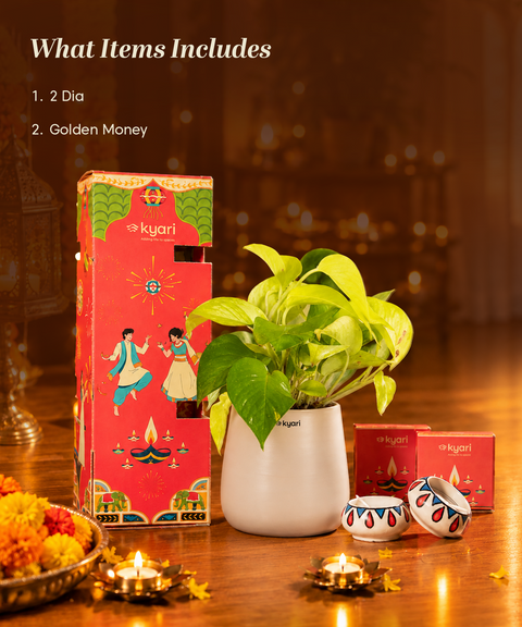 Gleam Hamper - Golden Money Plant With Aura Self Watering Pot
