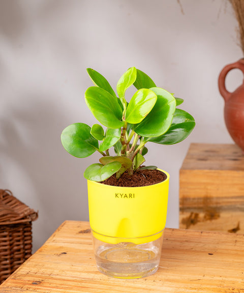 Peperomia Green Plant - BYOB