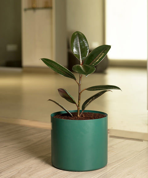 Black Rubber with Zen Planter